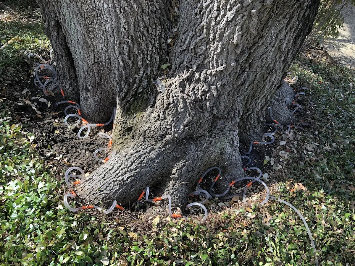 Detailed Tree Cabling and Bracing job site in Mooers Forks