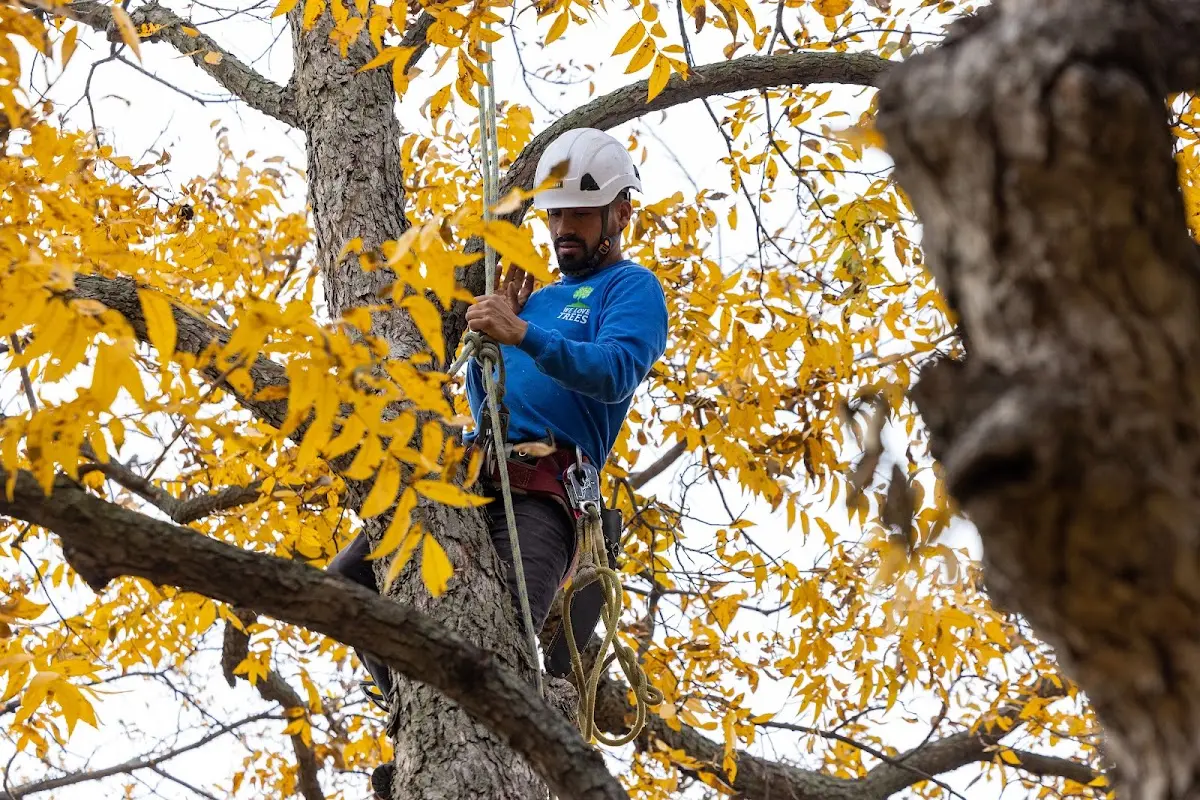 Skilled Tree Pruning crew working in Mooers Forks